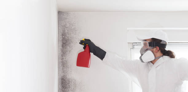 Best Black Mold Removal  in , CT