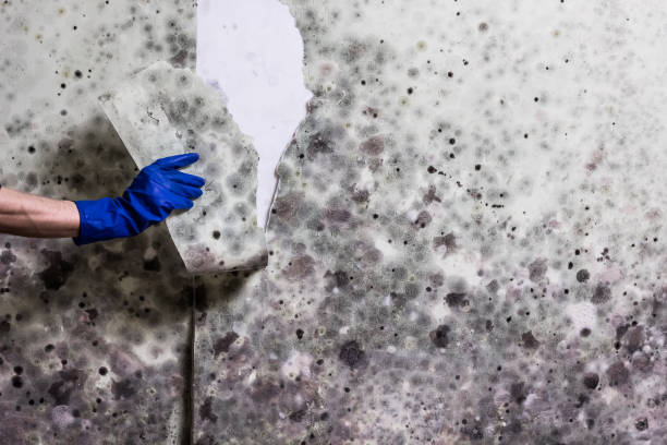 Best Local Mold Removal Service  in , CT