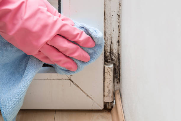 Best Residential Mold Removal  in , CT