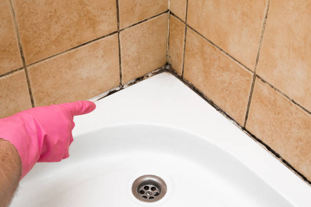Best Emergency Mold Removal  in , CT